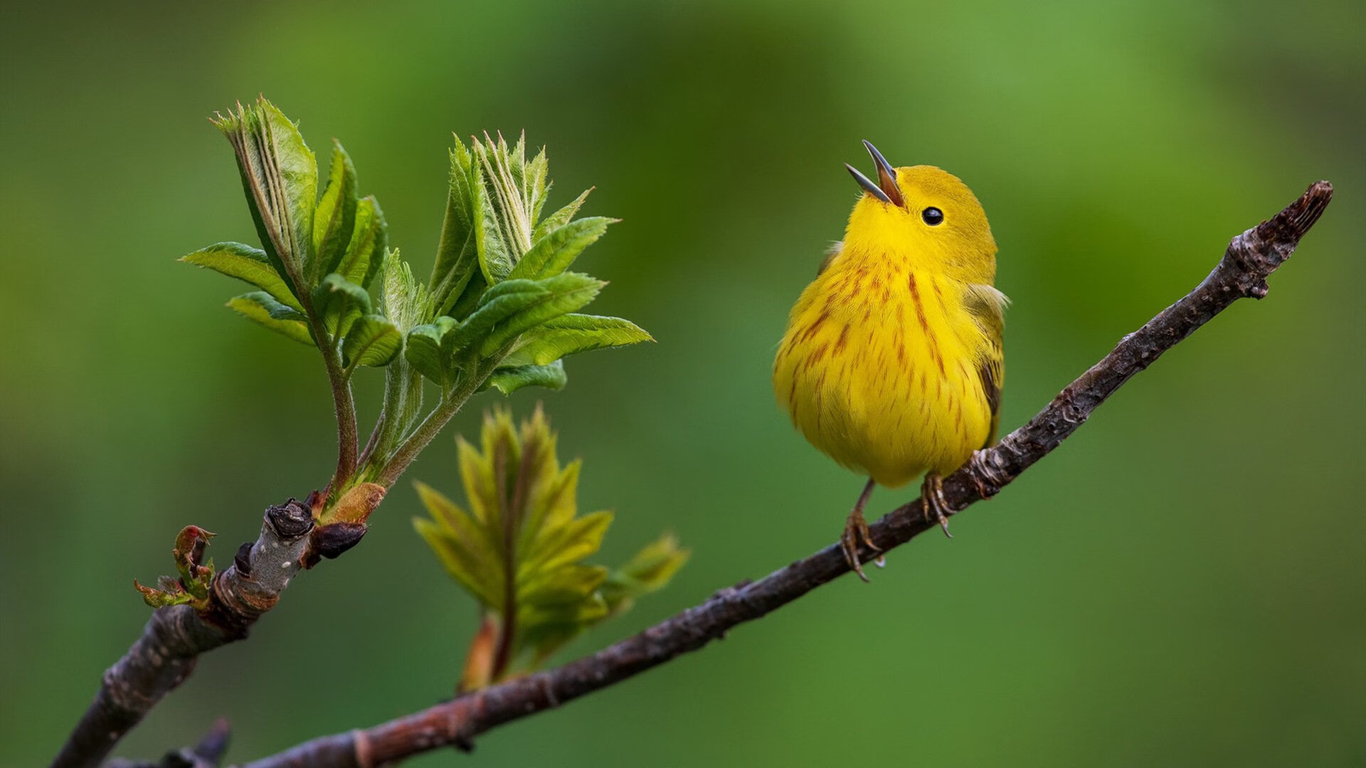 _奇才核心表现抢眼,击退火箭_,奇才vs火箭比赛