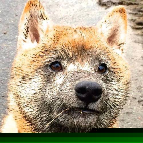 九游(jiuyou)官方网站-_奇才以团队篮球，逐步逼近季后赛_，奇才队员