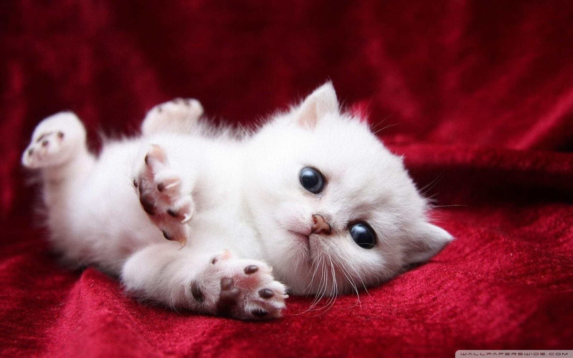 JIUYOU GAMING-“中国女足出口国际比赛，展现足球新风采”，中国女足遭遇盘外招