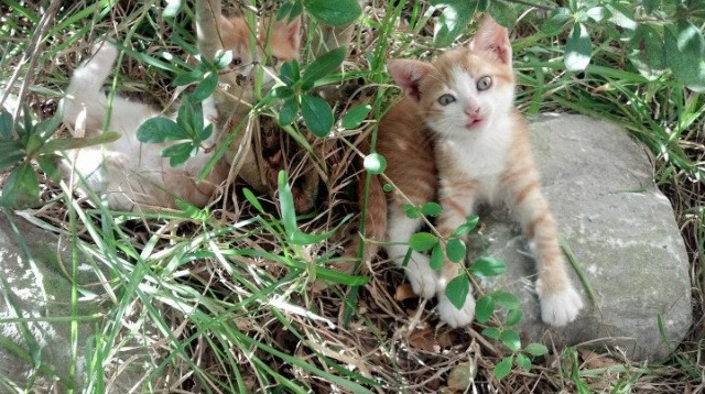 “机器人裁判的终极考验:效率、精准度与公平的完美融合”,机器人裁判认证考试