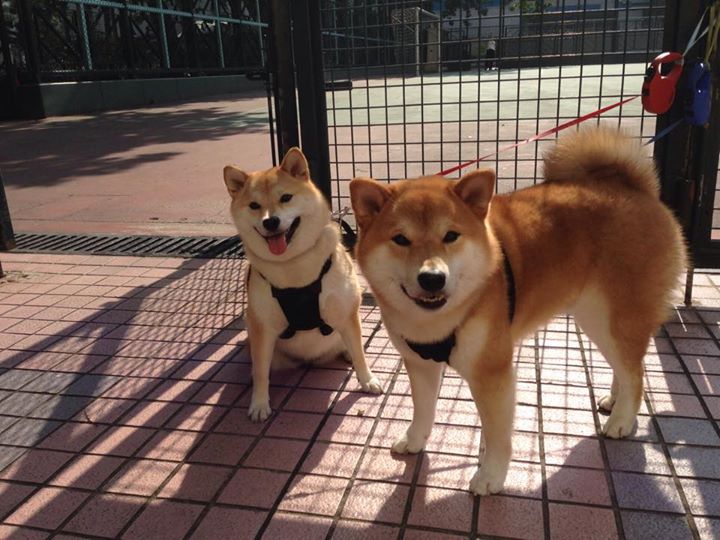 全球化布局:NBA“走出去”策略助推篮球文化全球传播,篮球文化入侵