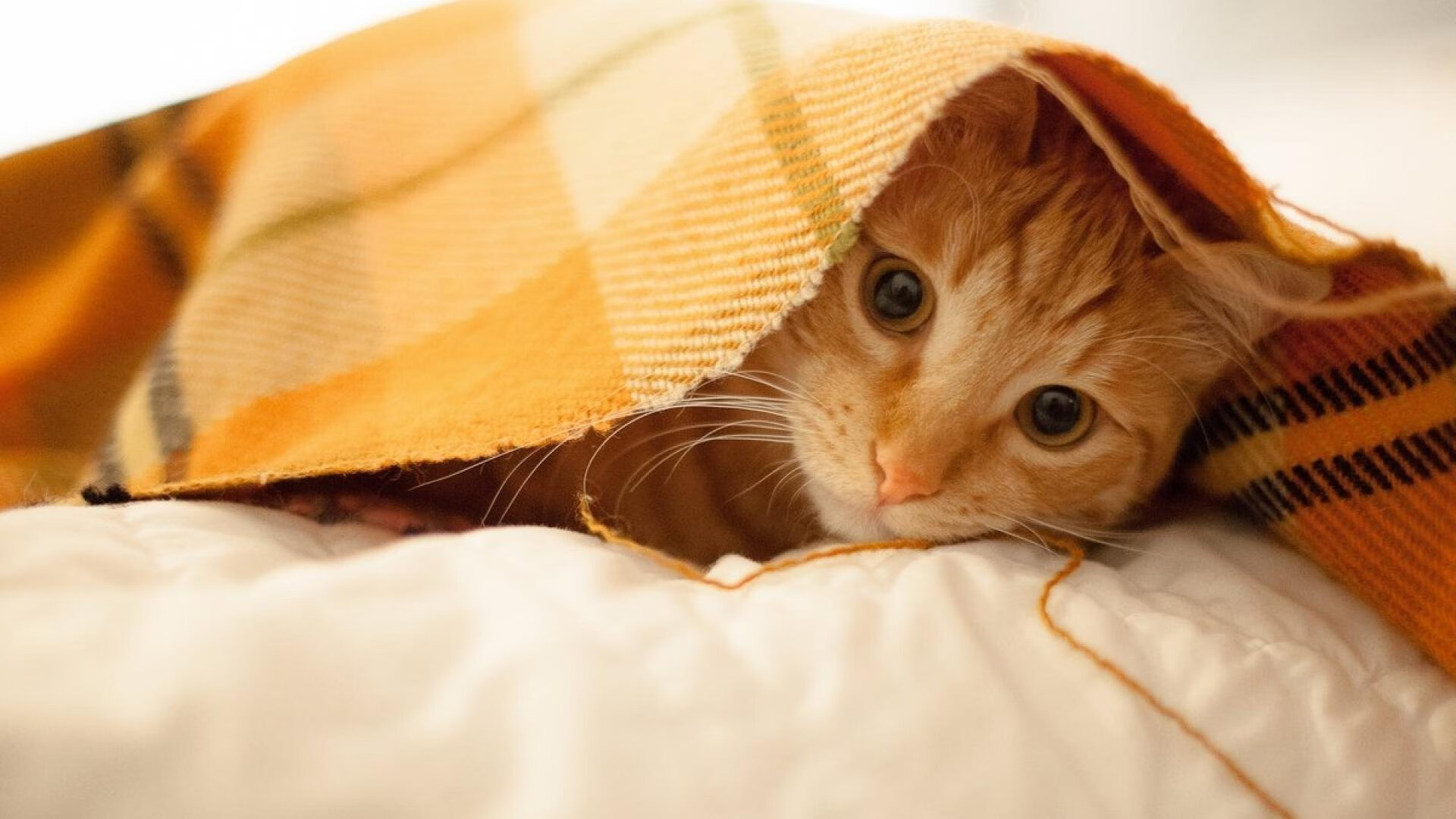 九游娱乐APP-女足国家队集训，备战国际赛事，女足 国家队