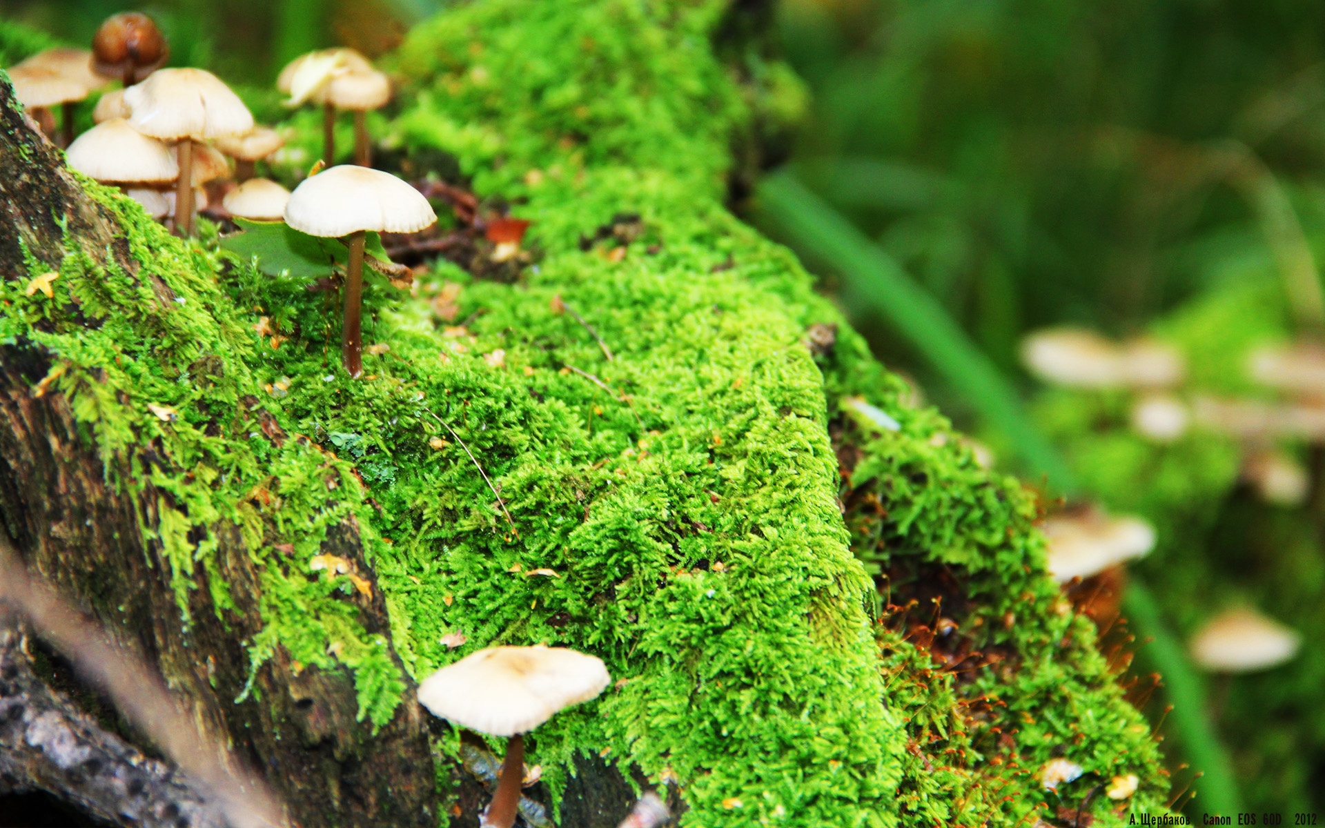 深圳举办中小学生国际象棋赛,1028名小棋手燃情对弈,2021深圳国际象棋