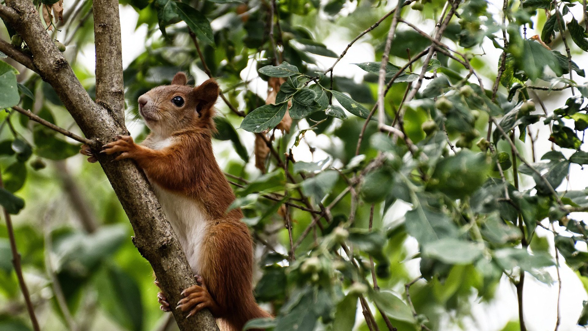 英超比赛数据探索,控球成功率上升背后的战术布局分析,英超最新用球
