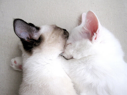 行业规范逐步完善,推动电竞走向公平竞争的良性发展,电竞行业管理和规范