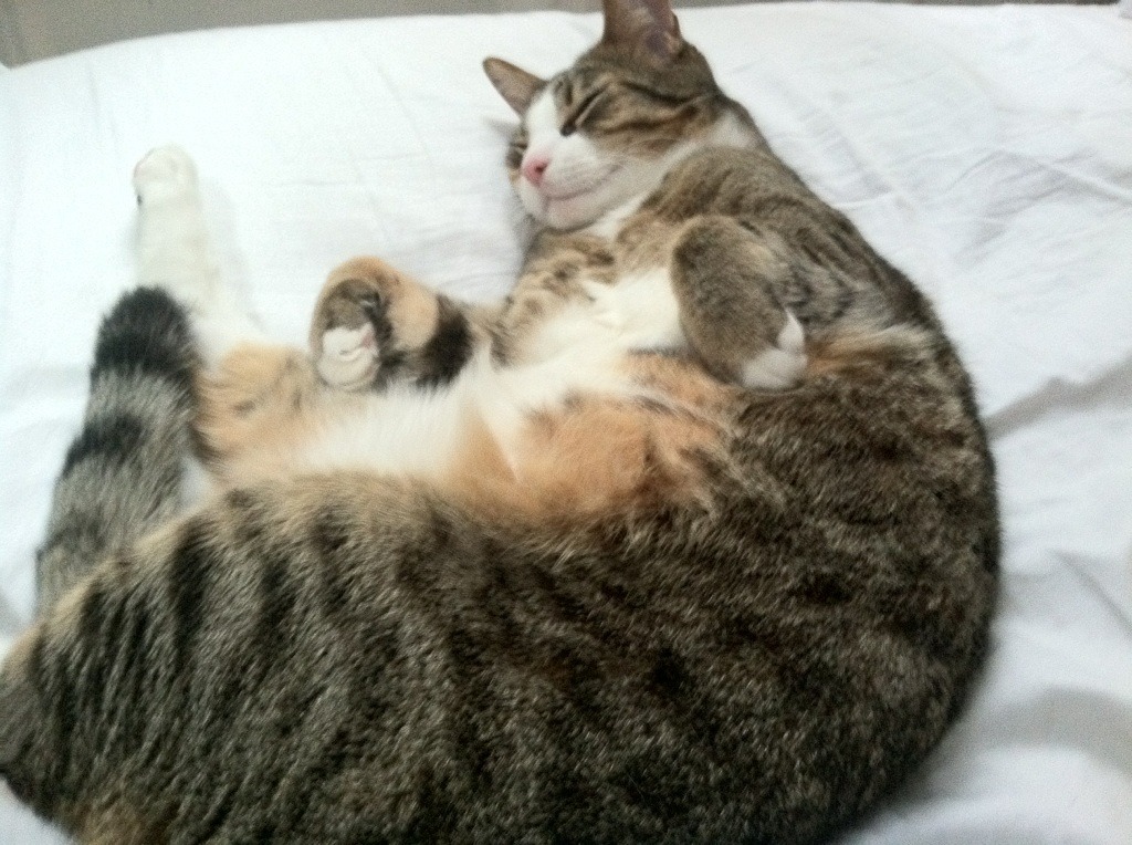 九游官网主页-青少年“梦想飞扬”公益篮球公益在深圳持续进行，弘扬拼搏精神