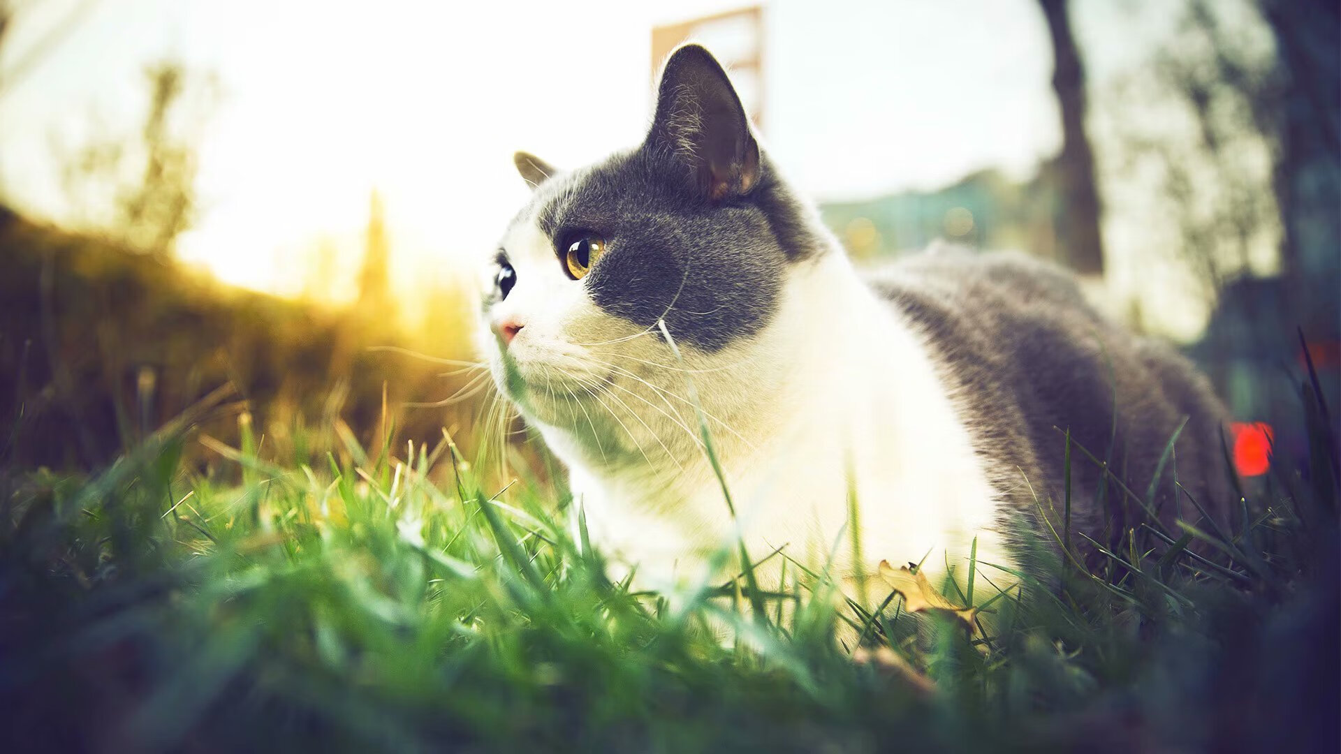 九游正版入口-RNG赛季开局表现强劲，rng什么时候最强