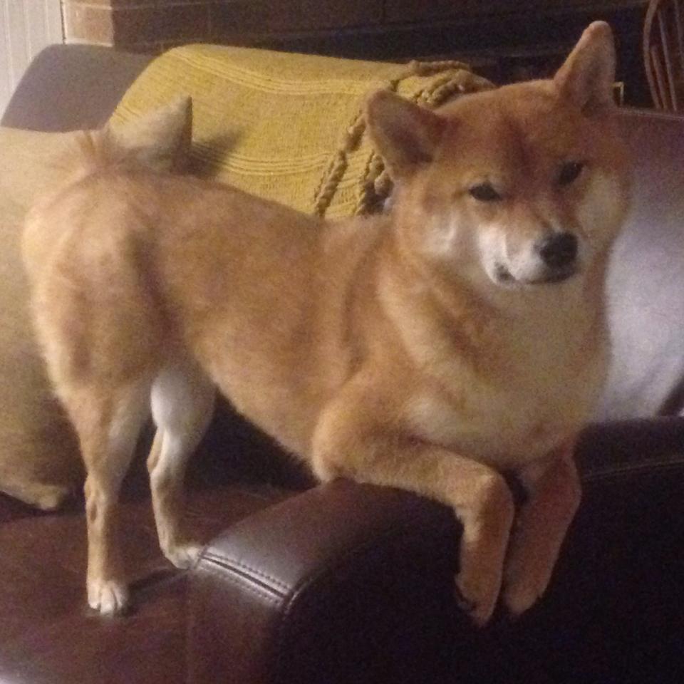 九游娱乐-中国象棋协会发布象棋教练员培训计划，中国象棋协会发布象棋教练员培训计划是真的吗