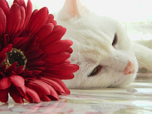 九游电脑版-广州队防守表现稳固，广州队最近消息