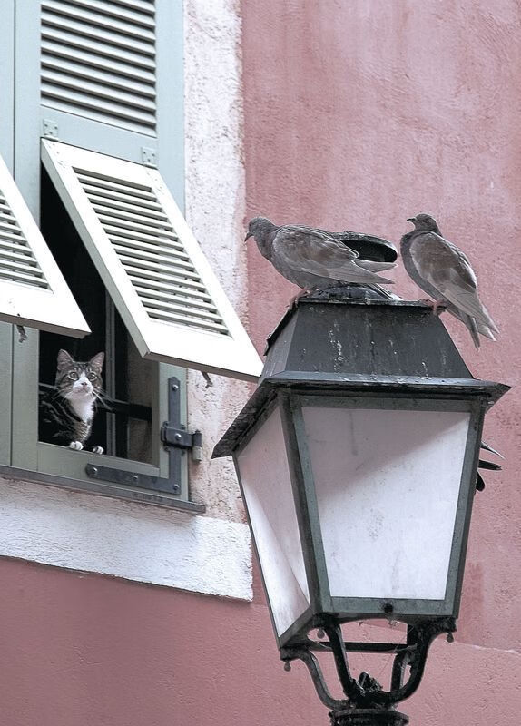 教练战术妙不可言,球队表现喜人,教练球员