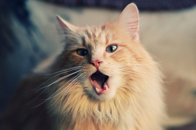 瑞典与斯洛文尼亚战平,艰难保持不败,瑞典vs斯洛伐克谁更厉害