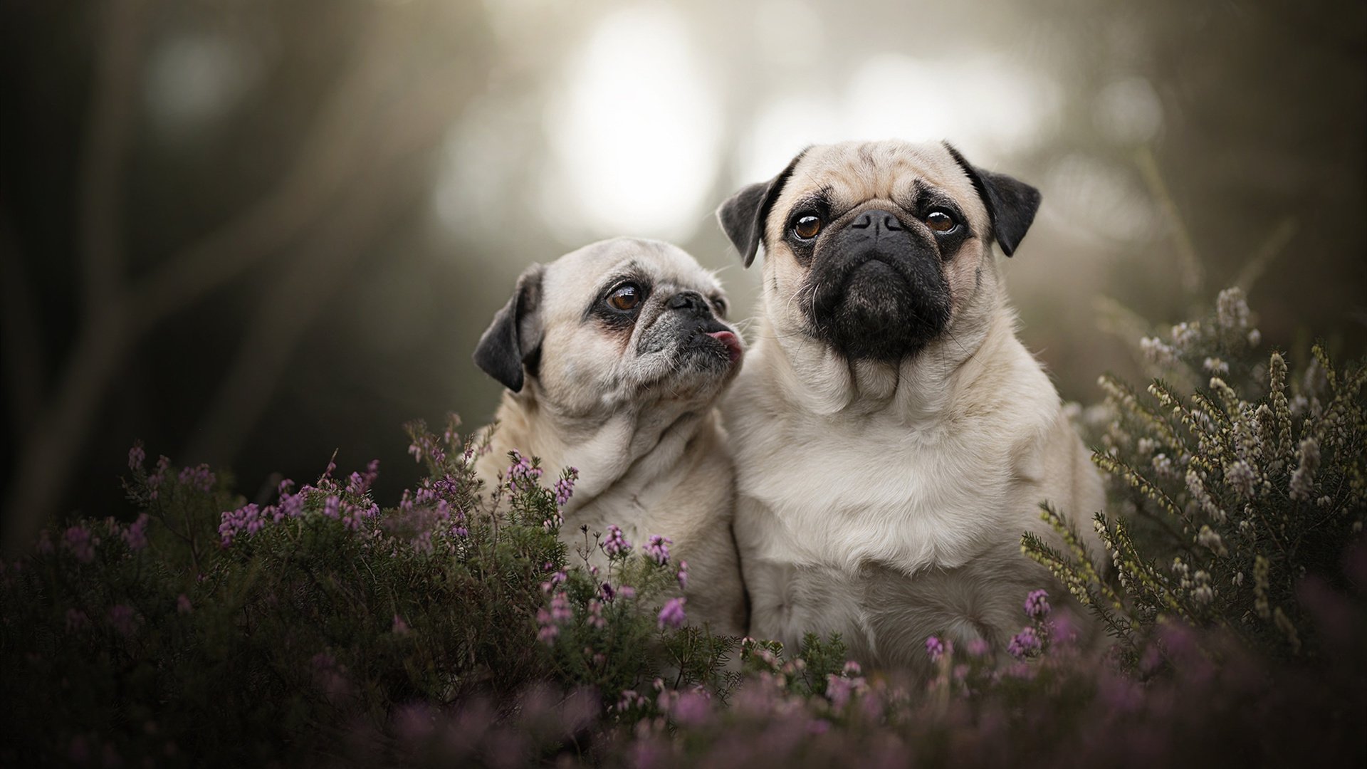 九游网页版官网入口-美洲队连续五场保持不败，状态回暖，美洲队伍