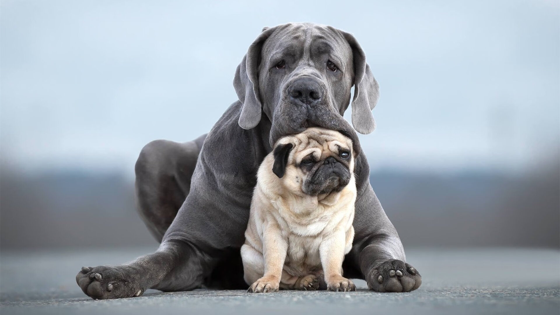 莱斯特城中场新星基尔南·杜斯伯里-霍尔:展现潜力,基尔斯德莱斯