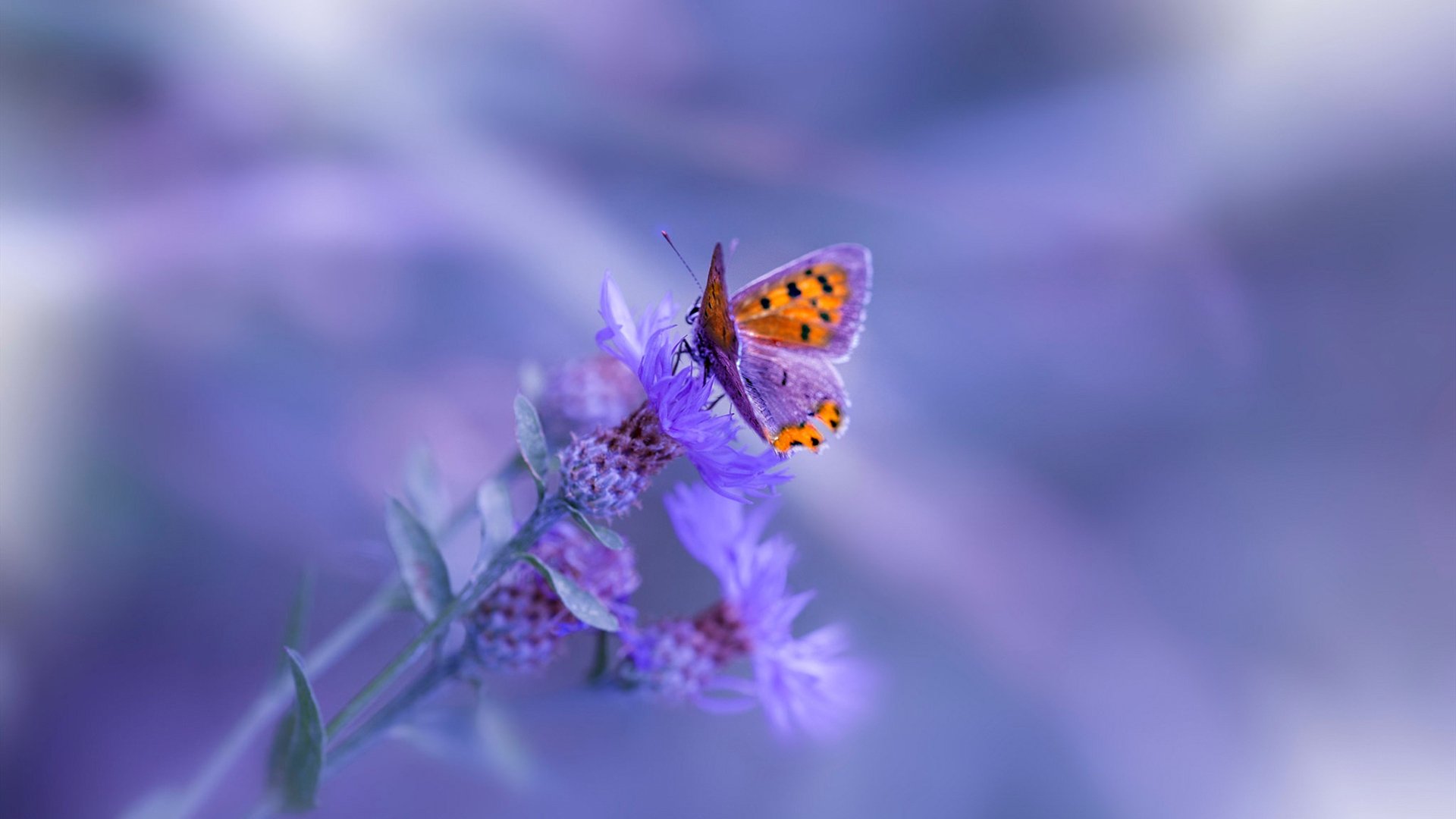 西班牙奥运主帅战术调整收奇效,西班牙奥运会球员