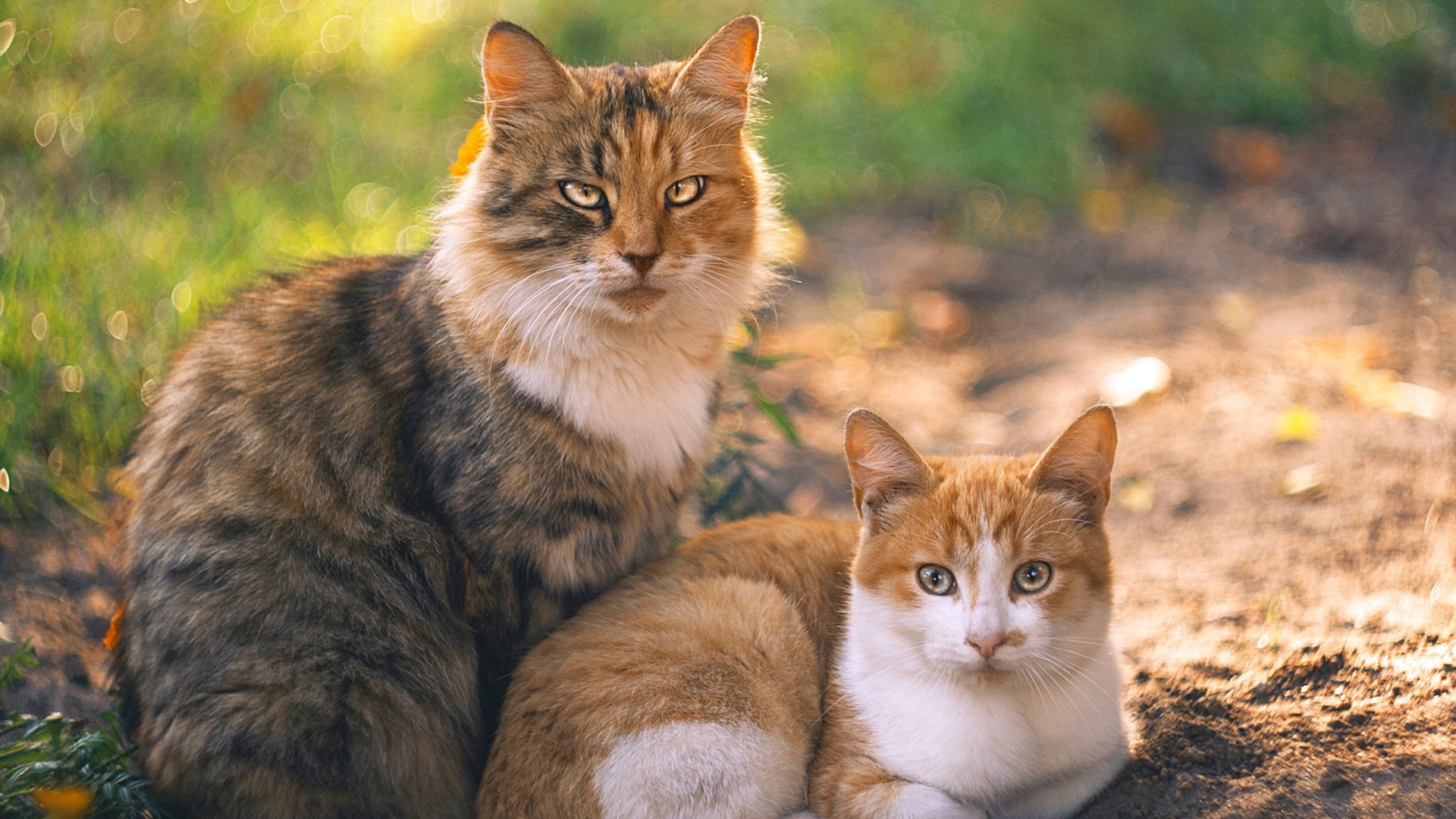 里尔主场取得关键胜利,里尔主力阵容2021