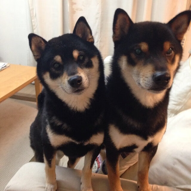 CBA全明星赛南区明星技压群雄,cba全明星篮球赛