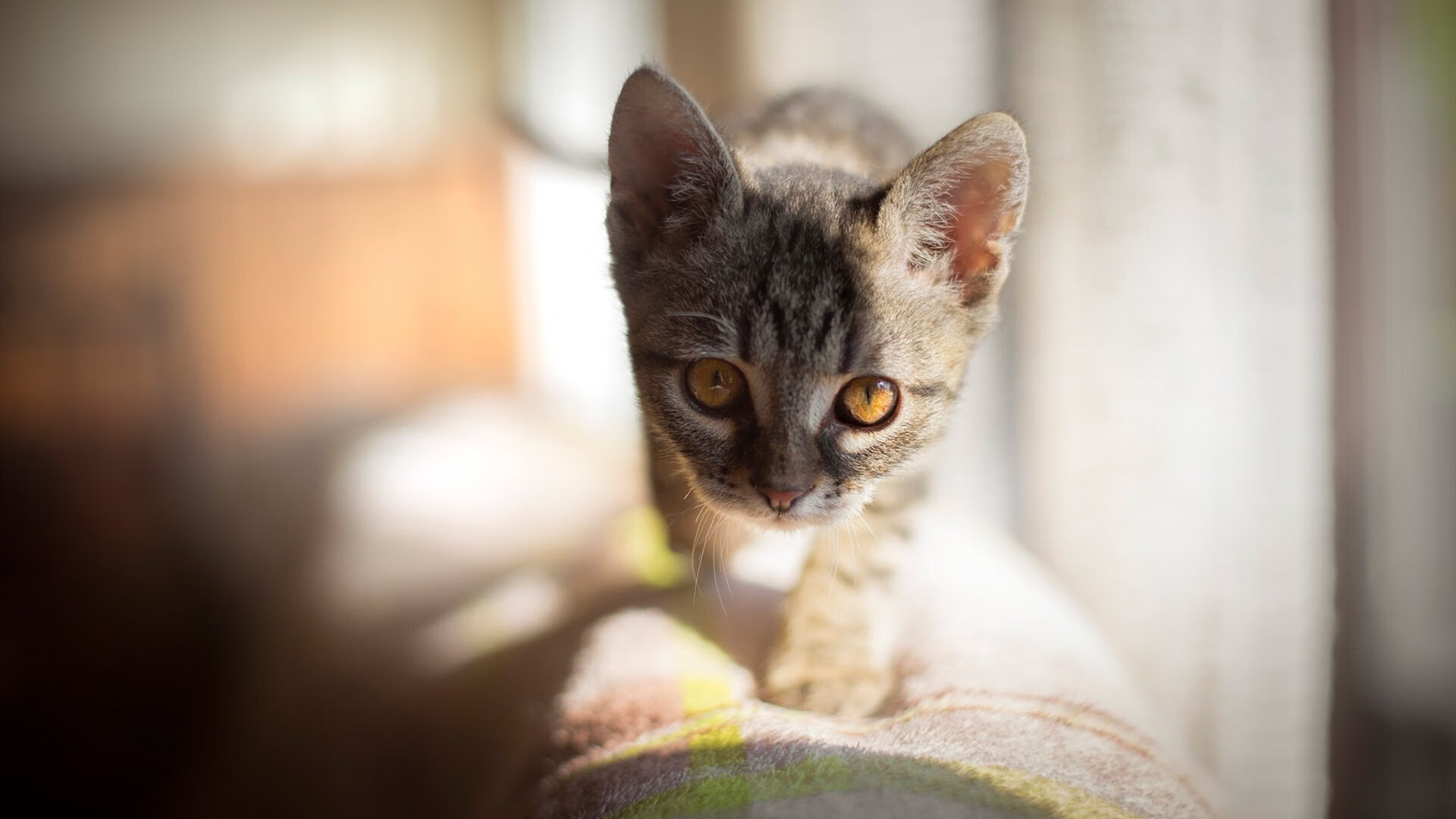 退役运动员创业支持项目成效调研，关于进一步做好退役运动员就业安置工作的意见