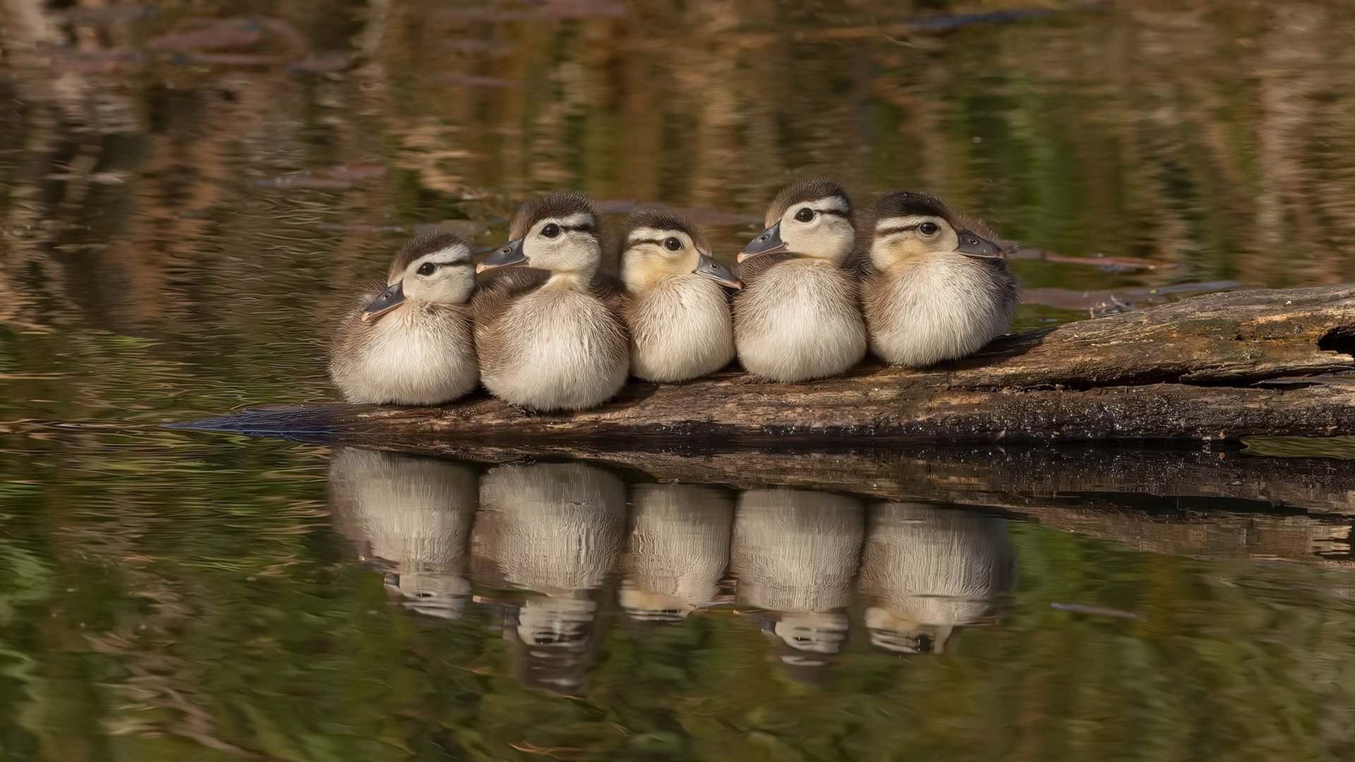 九游网页版官网-中国男篮攻防配合更加默契，聊聊中国男篮