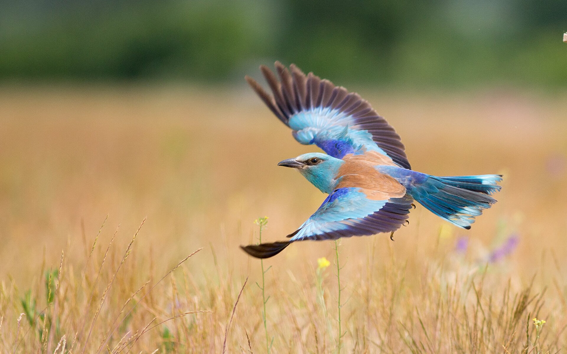 斯图加特高位封锁打断出球路线,斯图加特高中锋