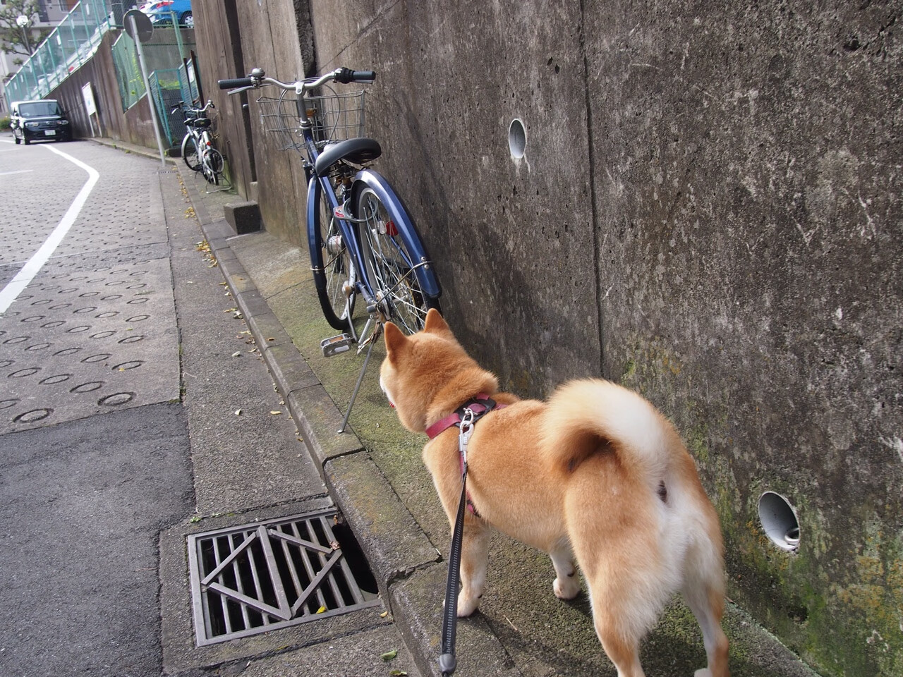 澳大利亚乒乓球未来计划:提升技术与战术的双重突破,澳大利亚乒乓球运动员最新情况