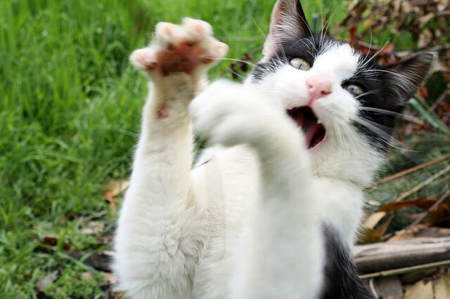 足球赛场赛事安全管理全面加强,足球赛安全注意事项