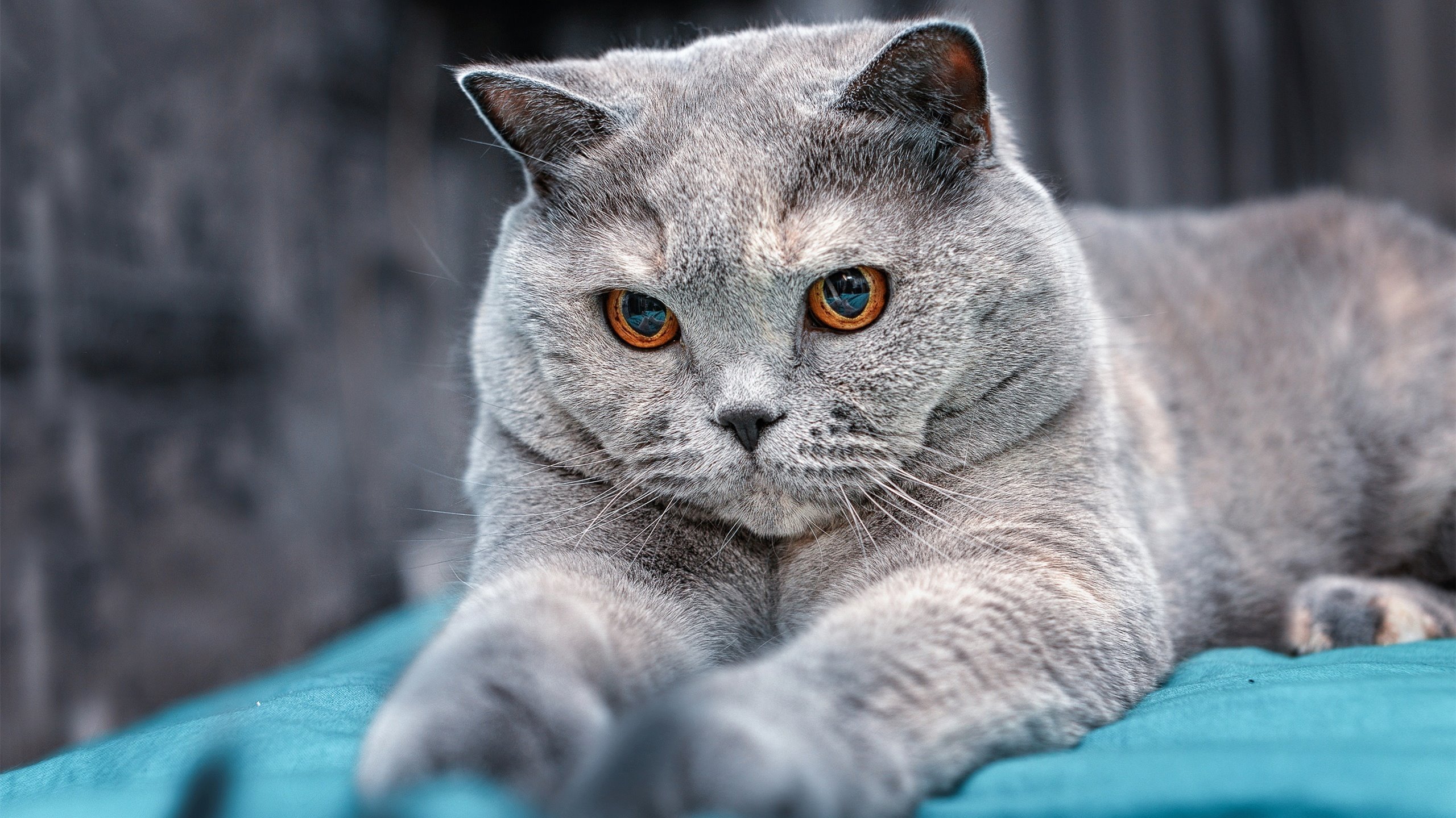 Jiuyou-CBA鼓励球队打造本土明星增强联赛魅力，cba明星赛阵容