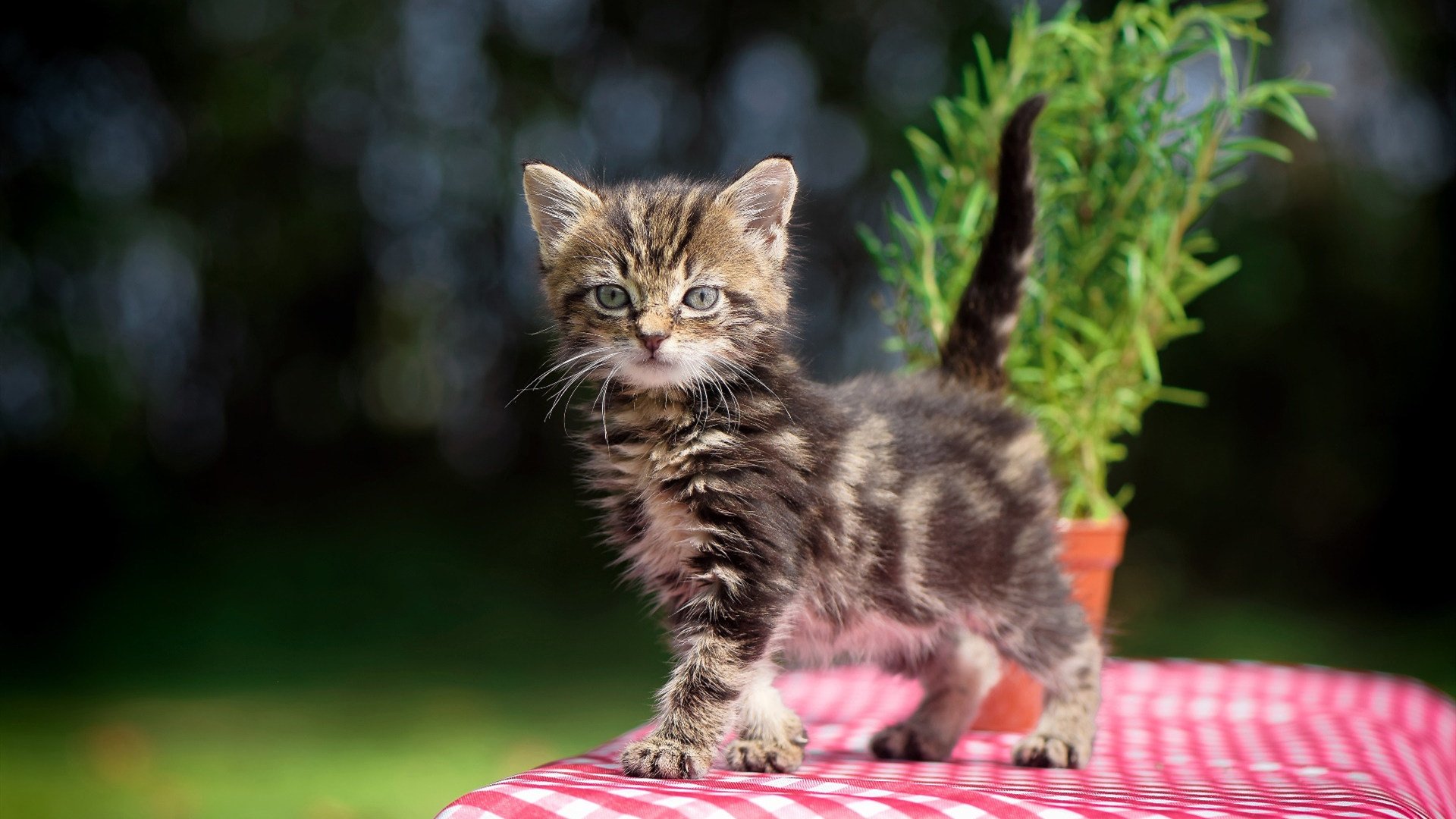 九游用户空间-世界杯难忘狂欢夜：球迷欢呼不断，精彩纷呈，世界杯有多狂热