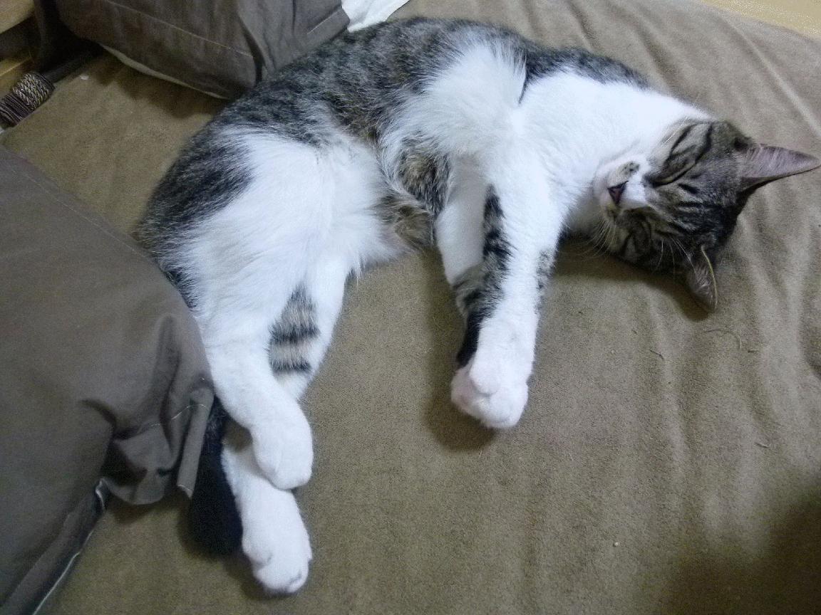 中国足球青训营推广以比赛为核心的训练法,中国的足球青训体系